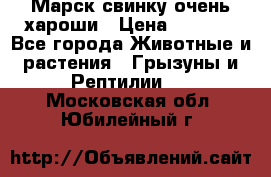 Марск свинку очень хароши › Цена ­ 2 000 - Все города Животные и растения » Грызуны и Рептилии   . Московская обл.,Юбилейный г.